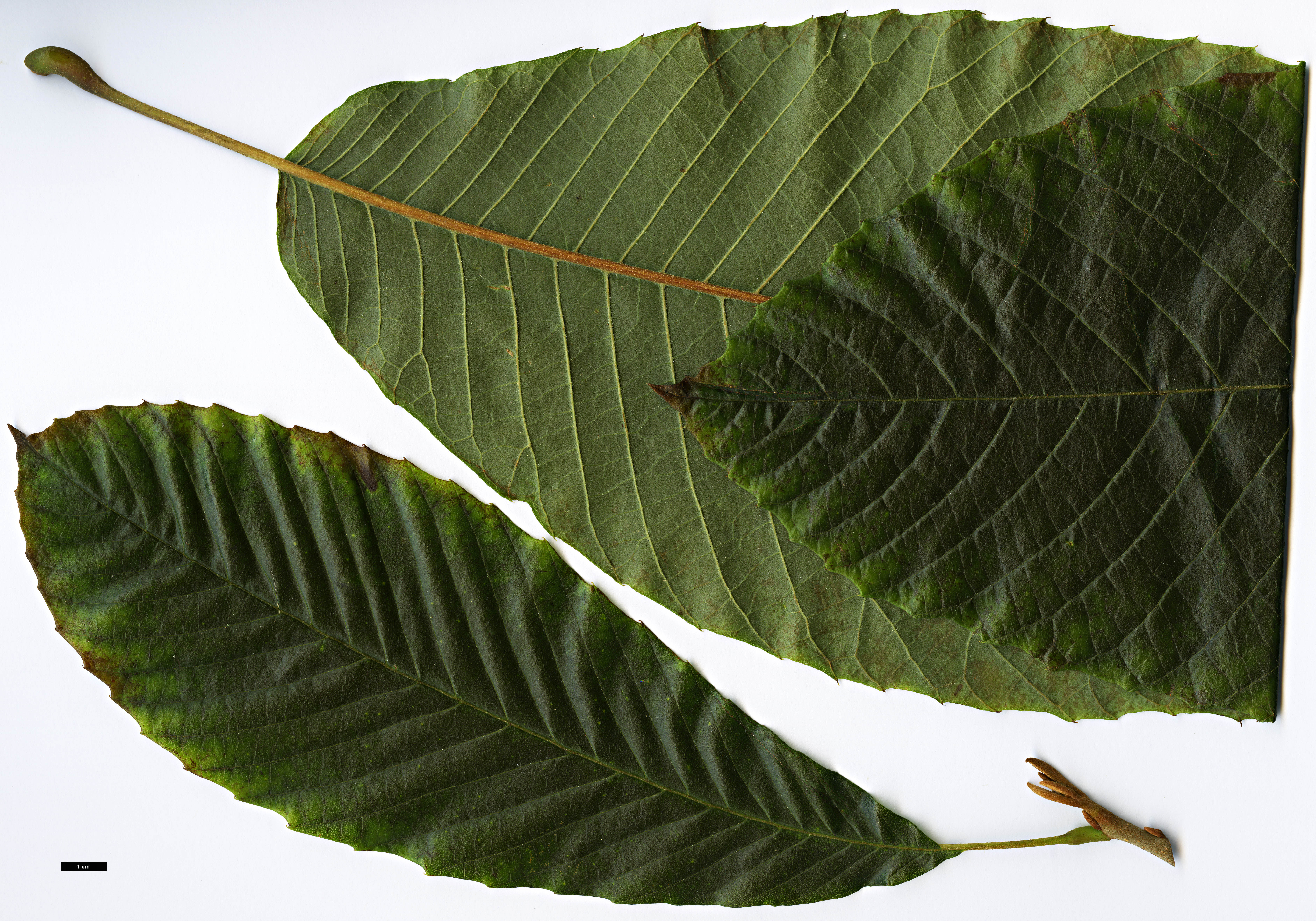 High resolution image: Family: Sabiaceae - Genus: Meliosma - Taxon: aff. myriantha